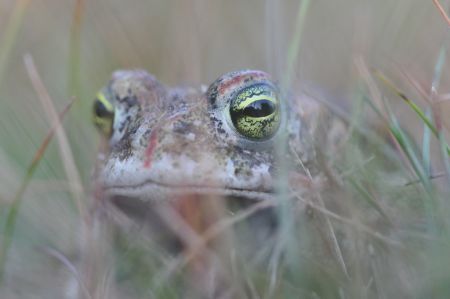 Die seltene Kreuzkröte soll größeren Lebensraum erhalten, um ihr langfristiges Überleben zu sichern Fotograf: Guido Sachse